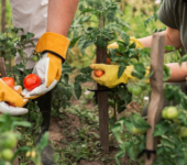 Estudio sobre salud y migraciones en el sector agrícola español.